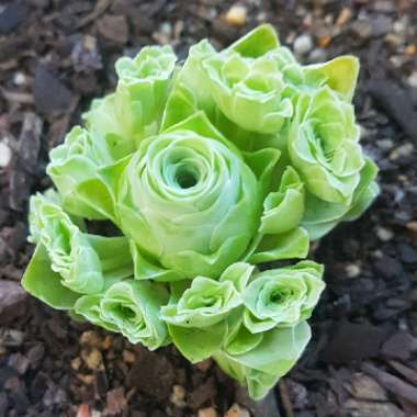 Aeonium Aureum