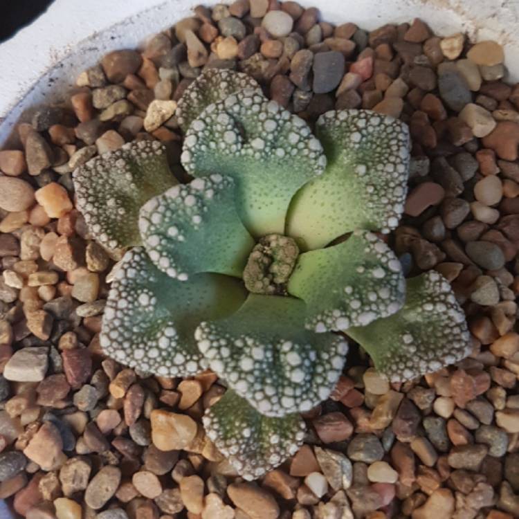 Plant image Titanopsis Calcarea (Living Jewel)