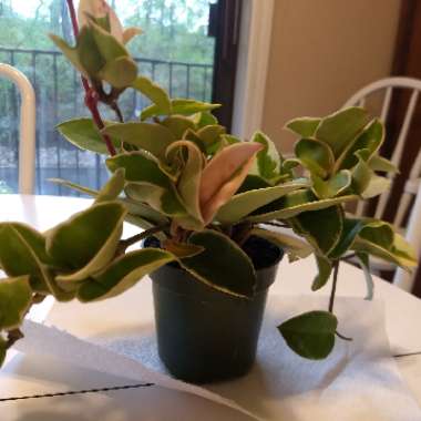 Hoya carnosa 'Krimson Queen' syn. 'Crimson Queen'