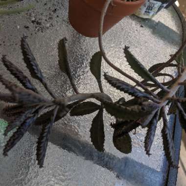 Kalanchoe Houghtonii