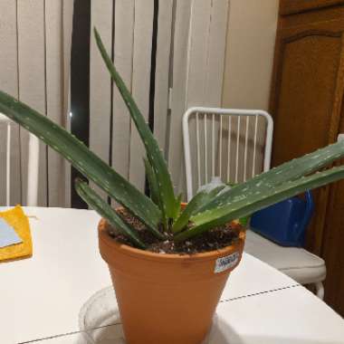 Aloe