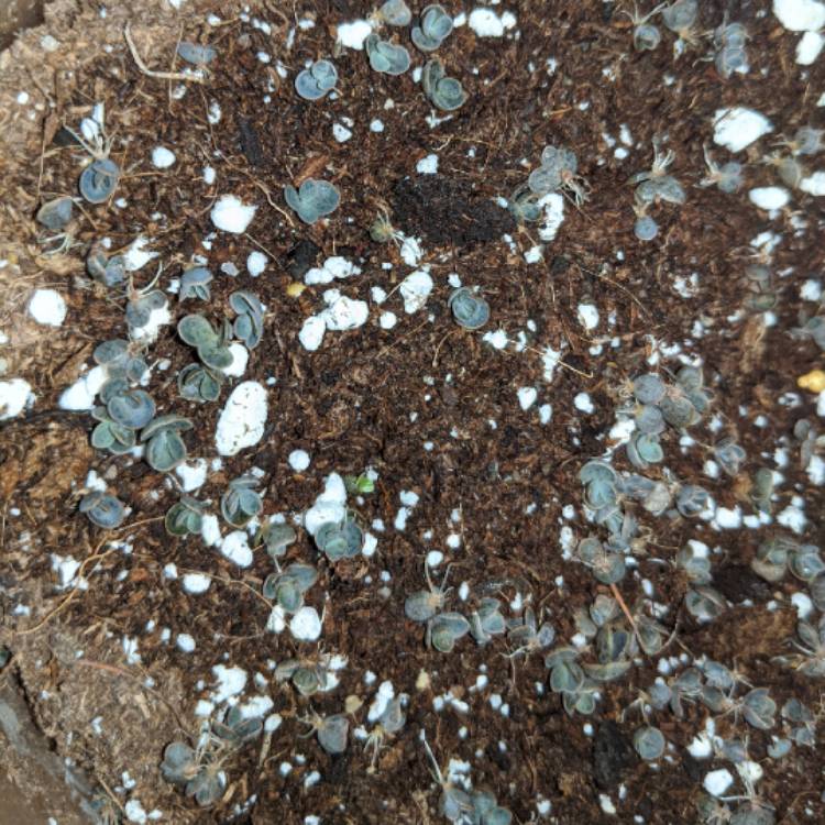 plant image 1196781 plant image 1196781