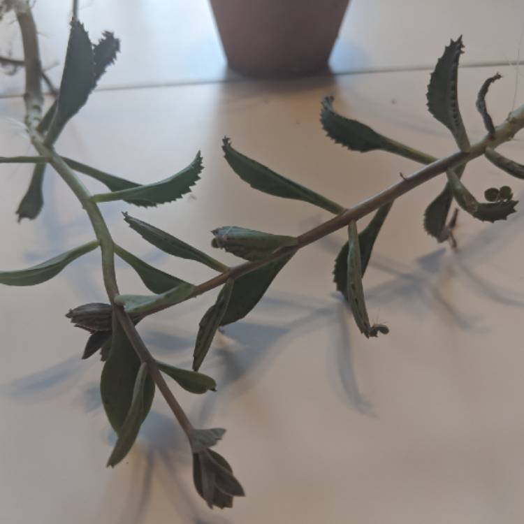 plant image 1238825 plant image 1238825