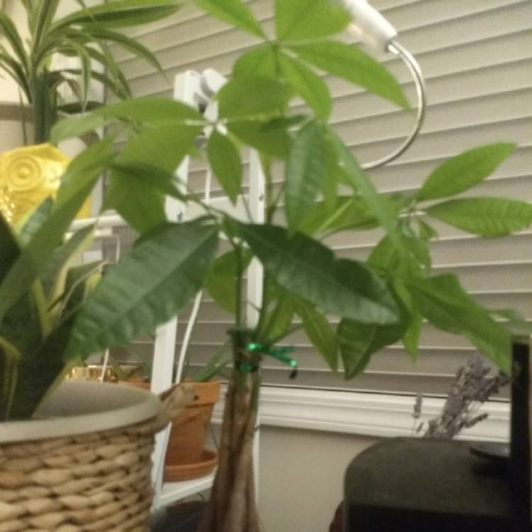 plant image 801186