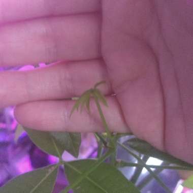 Pachira aquatica