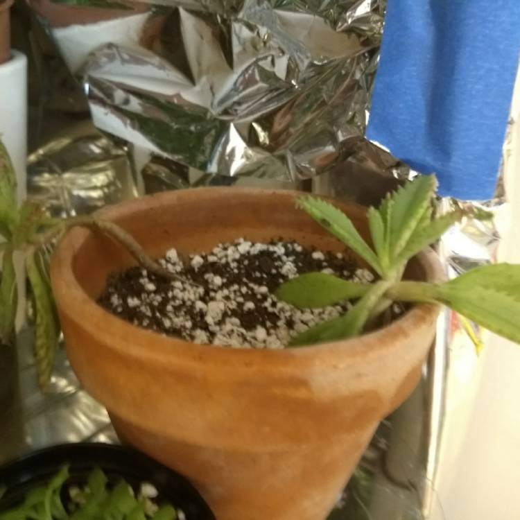 plant image 858230 plant image 858230