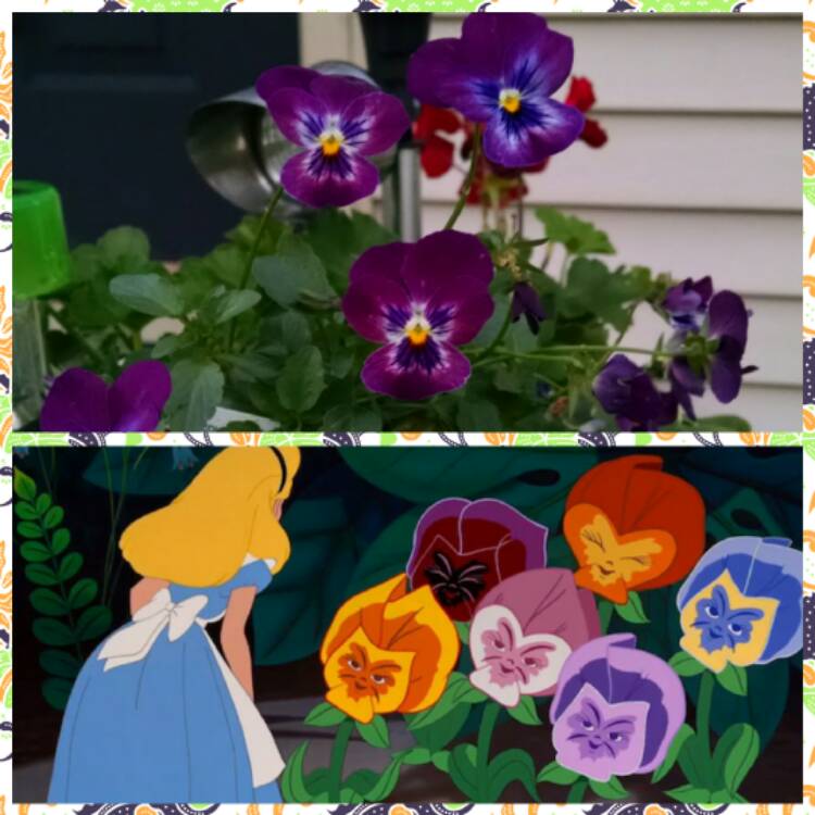 Plant image Viola Matrix Midnight Glow