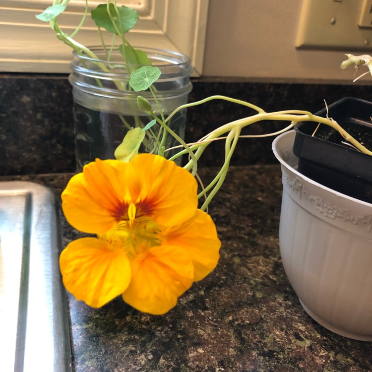 Plant image Tropaeolum majus 'Gleam Hybrids'