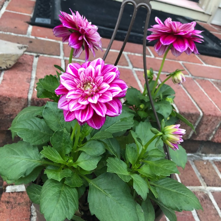plant image 673914