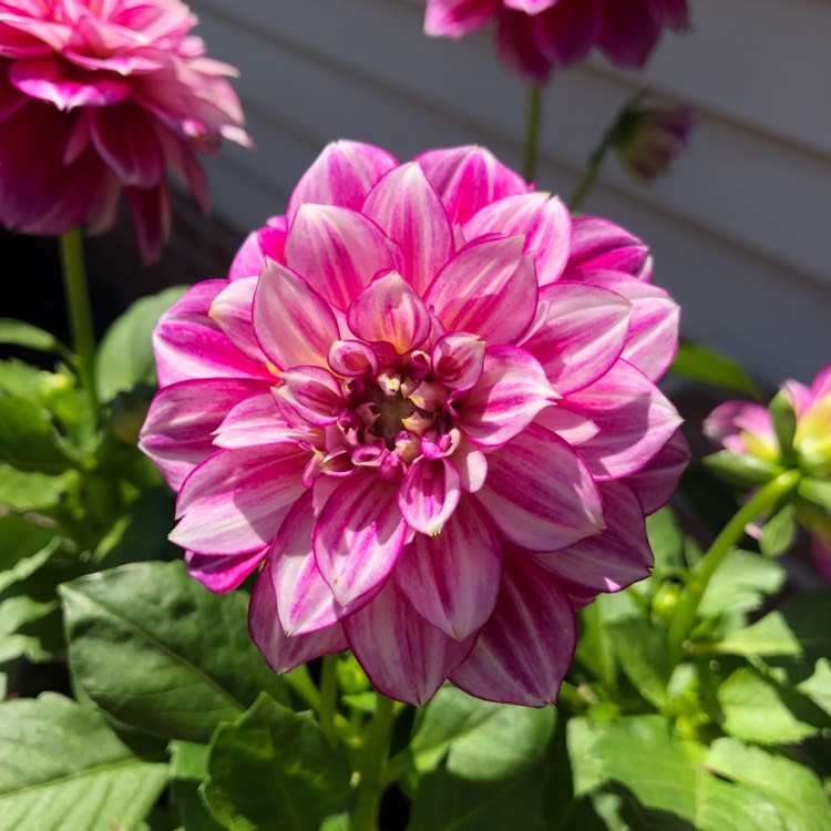 Plant image Dahlia 'Blended Beauty'