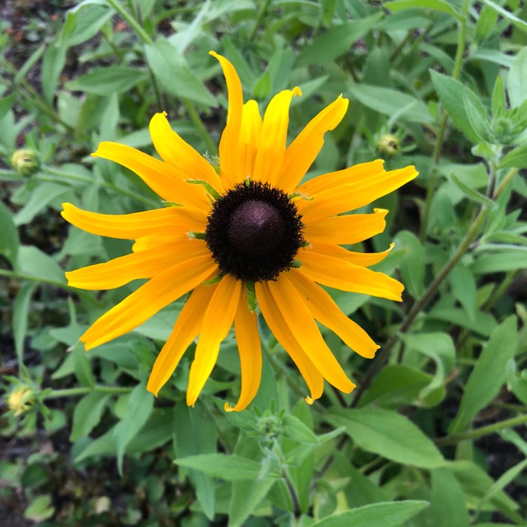 plant image 744833 plant image 744833