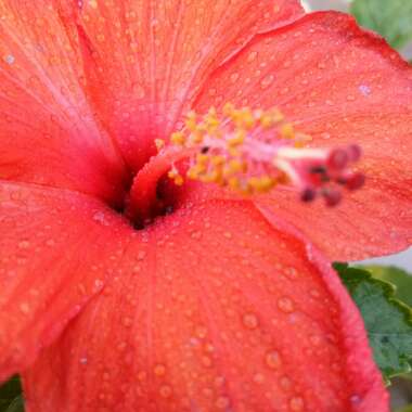 Chinese Hibiscus