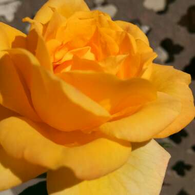 Rose 'Harison's Yellow' (Spinosissima Hybrid)