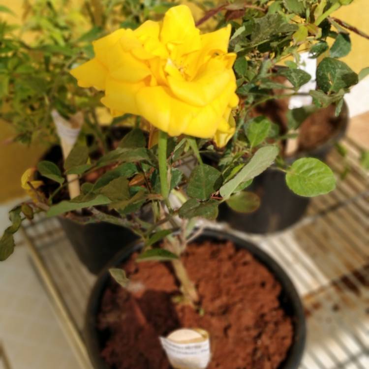 Plant image Rosa 'Yellow Brick Road'