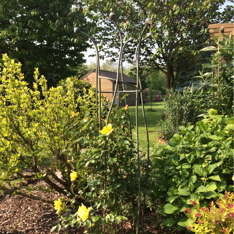 Sally's garden