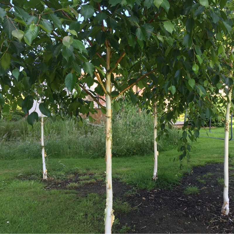 plant image 128945