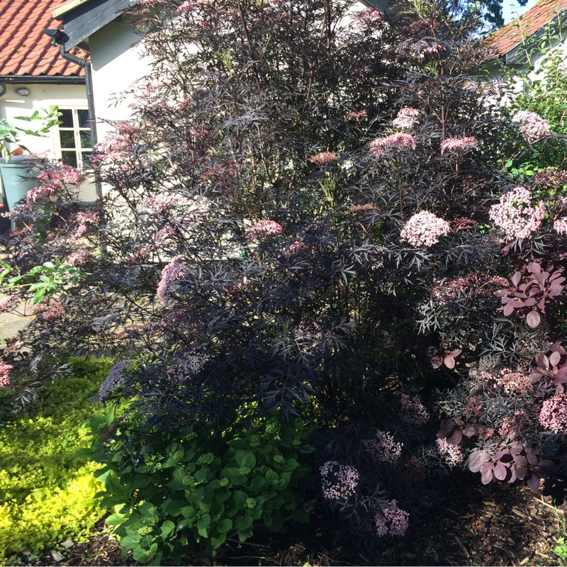 plant image 128948