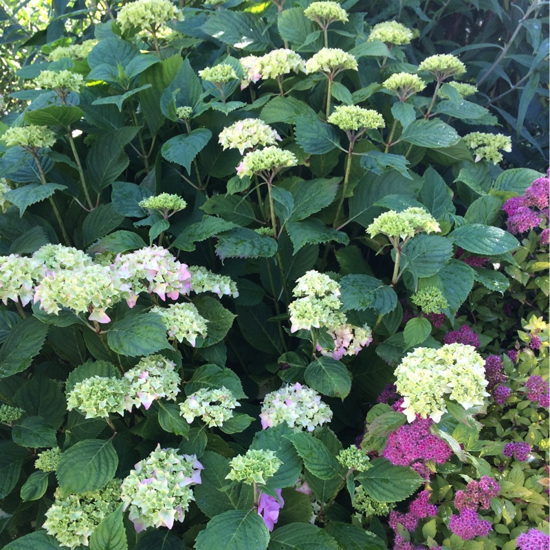 plant image 128951