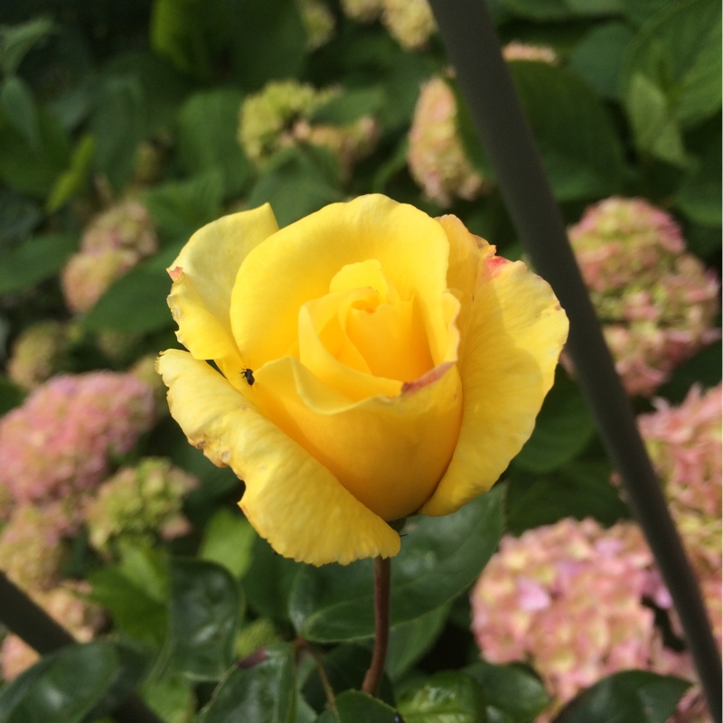 Plant image Rosa 'Golden Showers'