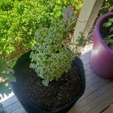 Bridgett's garden
