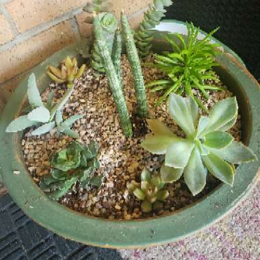 Bridgett's garden