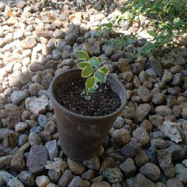 Greater Periwinkle 'Variegata'