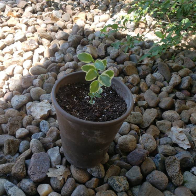 plant image 1314657