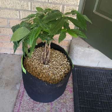 Money Tree Plant