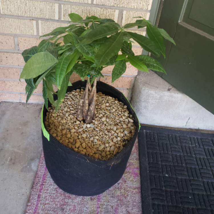 plant image 1314664