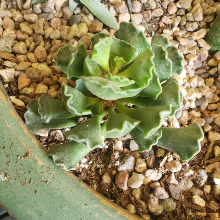 plant image 1314668