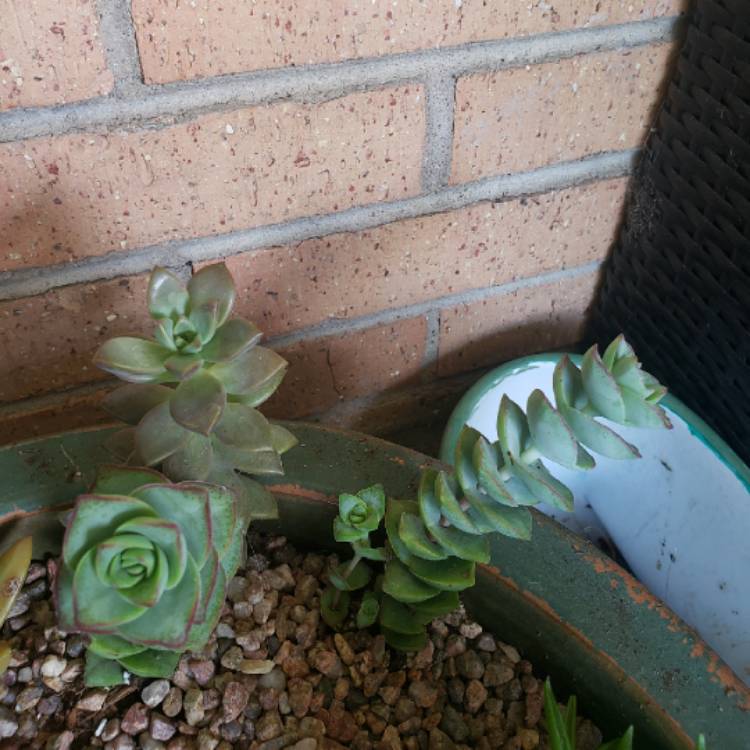 plant image 1314669
