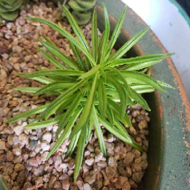 miniature pine tree