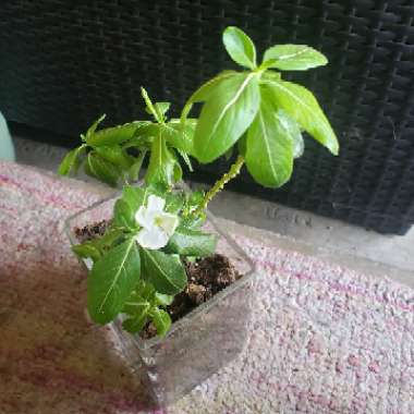 Vinca Vine