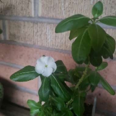 Crape Jasmine