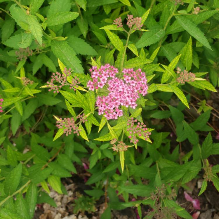 plant image 1340436