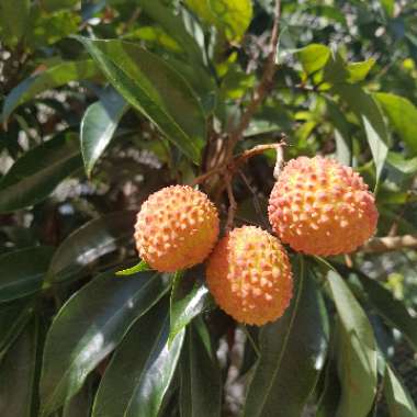 Litchi chinensis