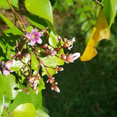 Averrhoa Carambola