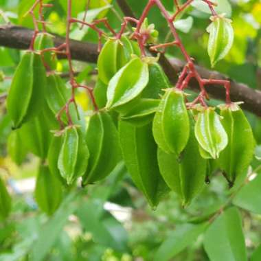 Averrhoa Carambola