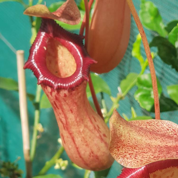 Plant image Nepenthes ventricosa
