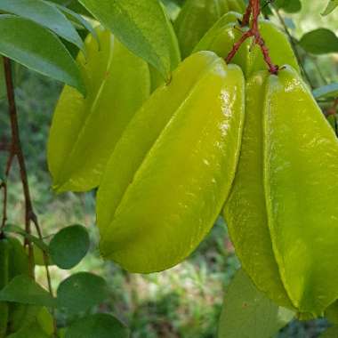 Averrhoa Carambola