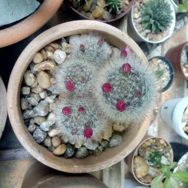 Mammillaria 'Robustior'