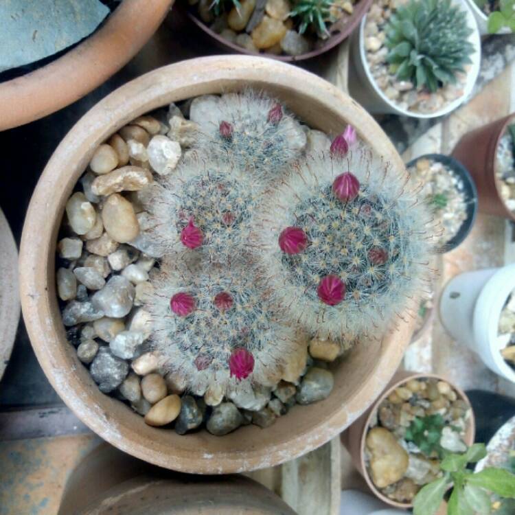 plant image 1205079