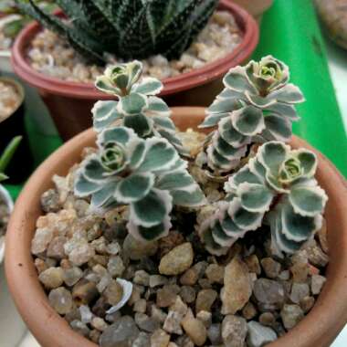 Sedum Spurium 'Tricolor'