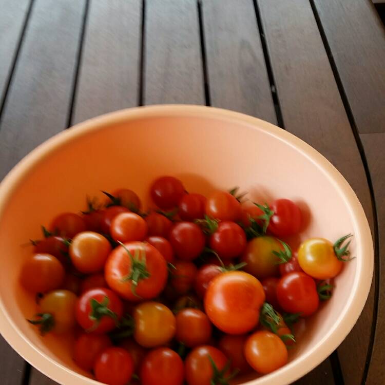 Plant image Solanum Lycopersicum 'Siberian'