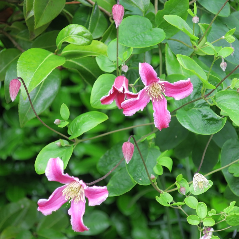 plant image 162572