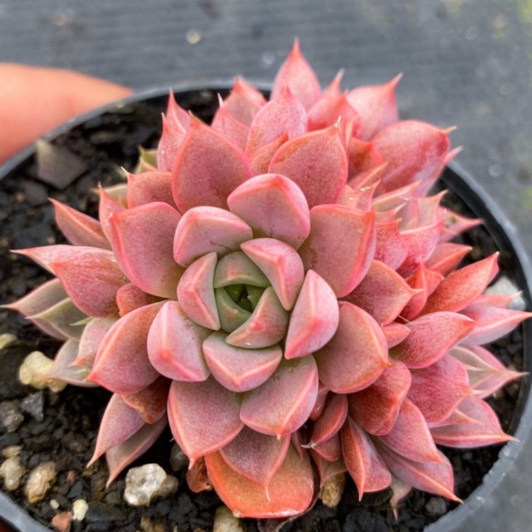 Plant image Echeveria Parks Pop Candy