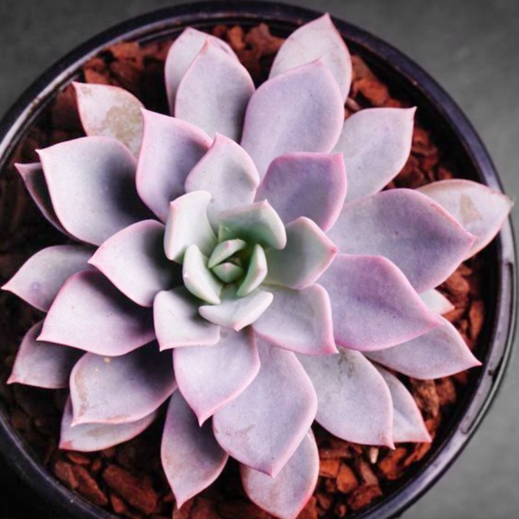 plant image 1290516
