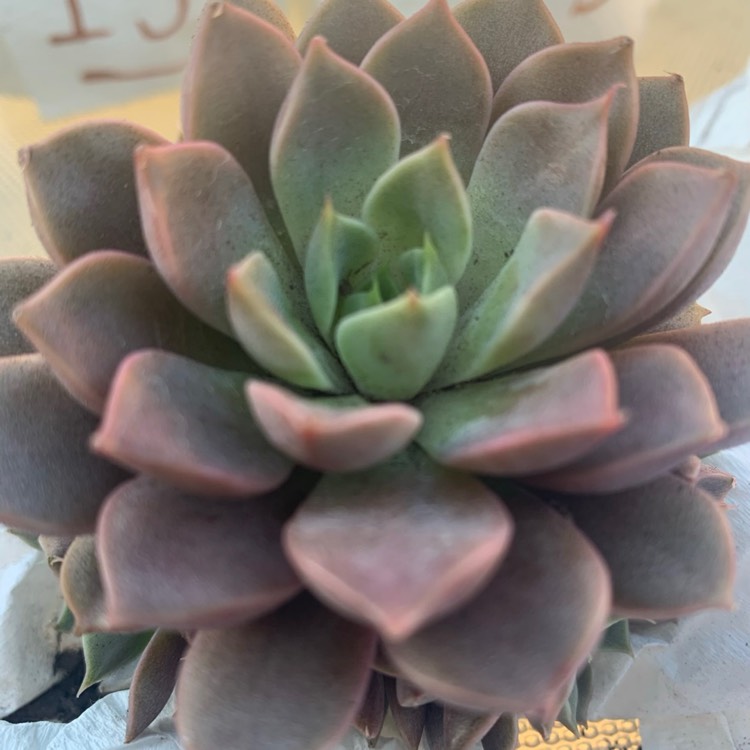 plant image 1290672