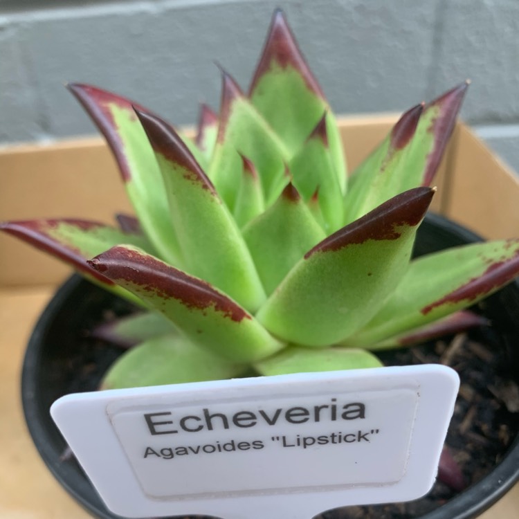 plant image 1292748 plant image 1292748