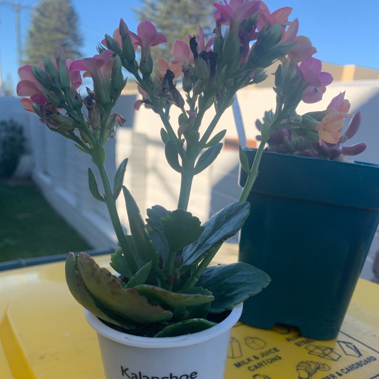 plant image 1292797